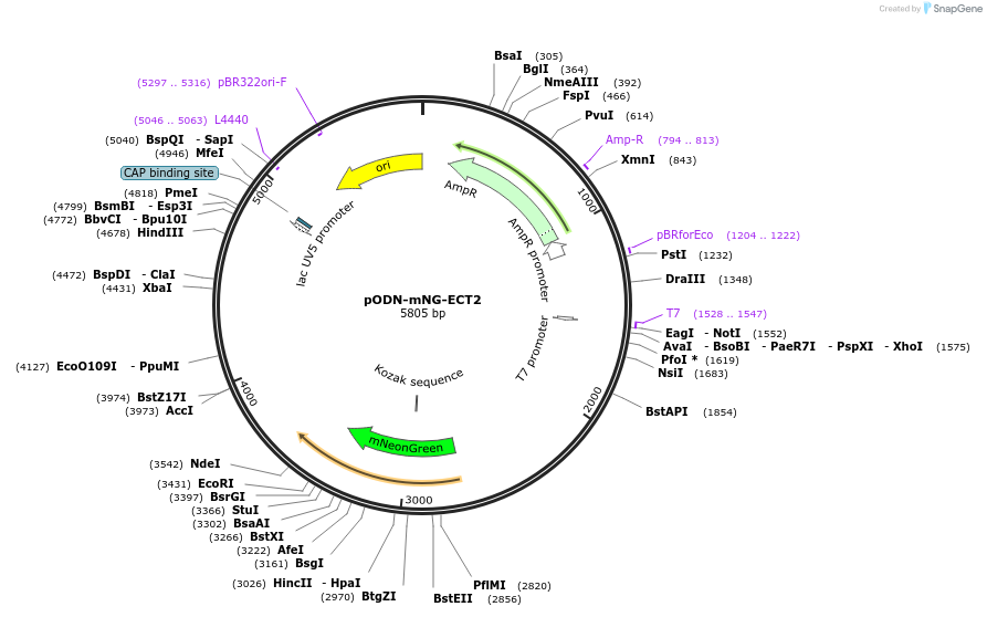 183835-plasmid-map-sequence-id-373473
