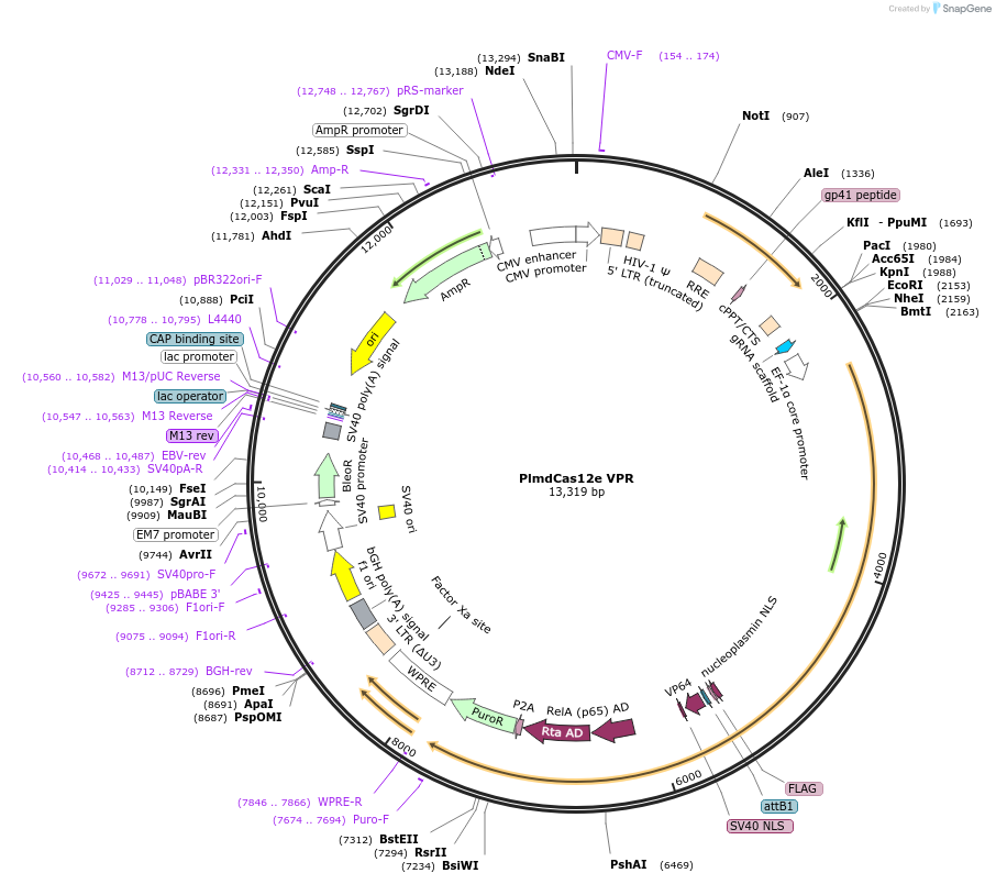 188516-plasmid-map-sequence-id-373474