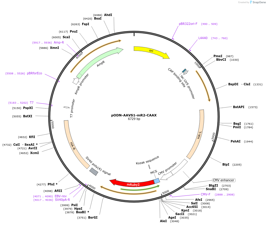 183871-plasmid-map-sequence-id-373475