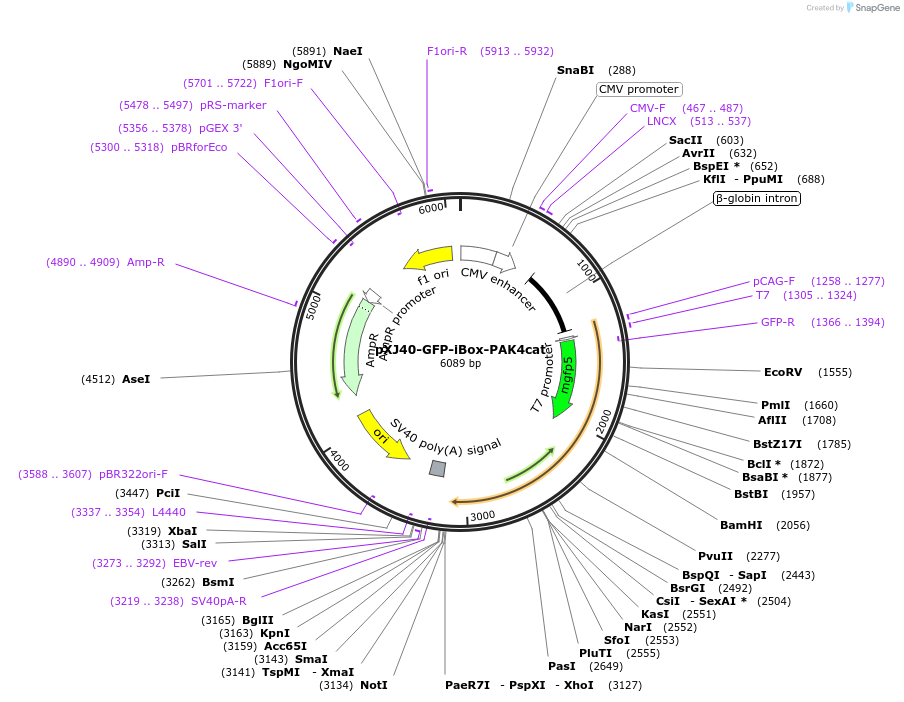 190179-plasmid-map-sequence-id-373481