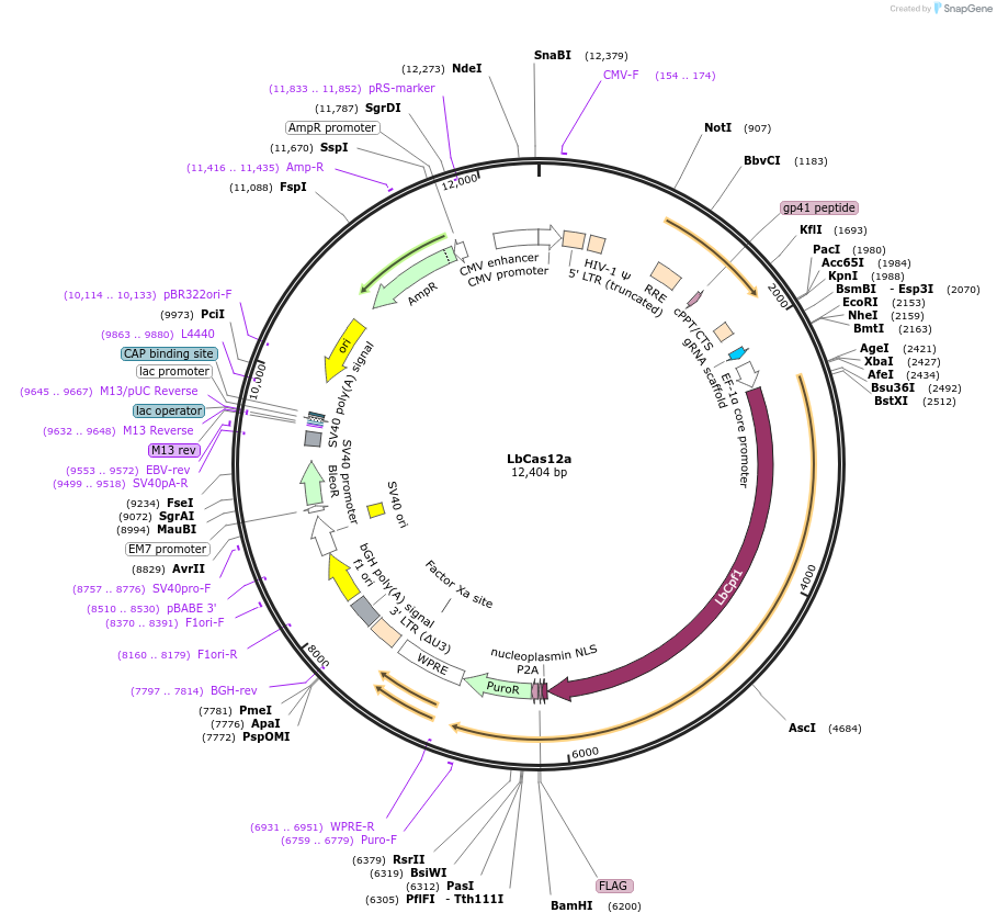 188493-plasmid-map-sequence-id-373490