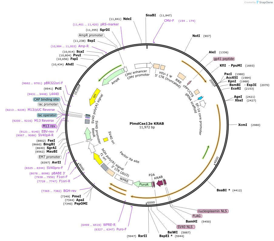 188506-plasmid-map-sequence-id-373491