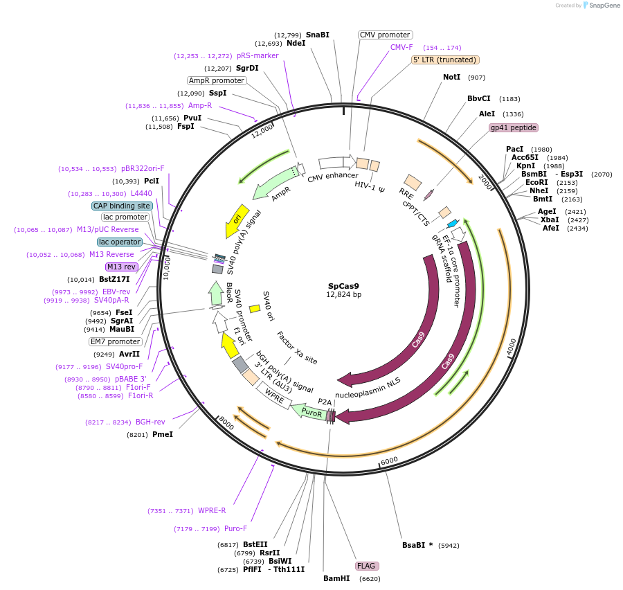 188489-plasmid-map-sequence-id-373493