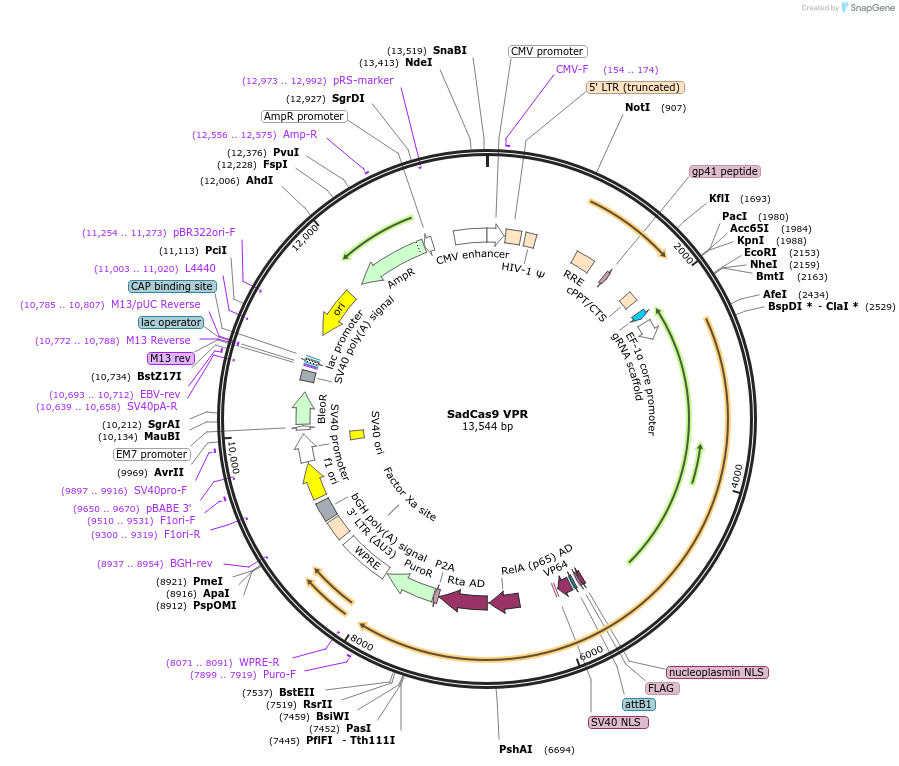 188514-plasmid-map-sequence-id-373494