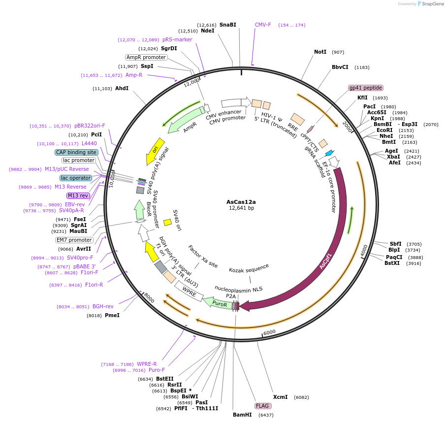 188492-plasmid-map-sequence-id-373495