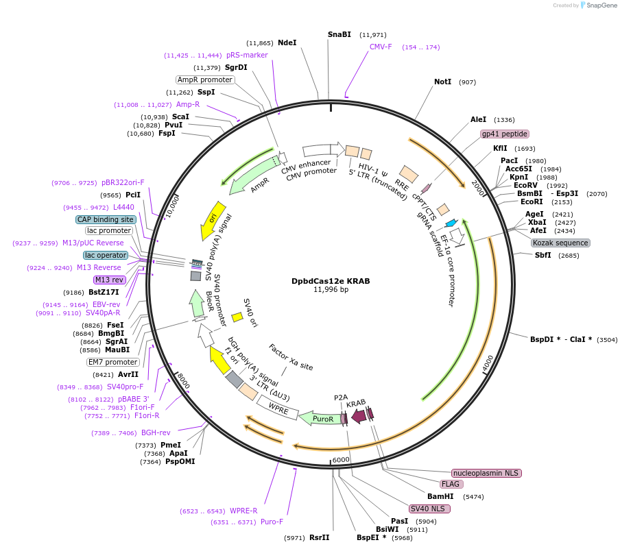 188505-plasmid-map-sequence-id-373496