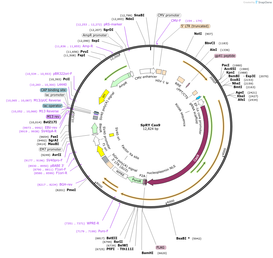 188491-plasmid-map-sequence-id-373497