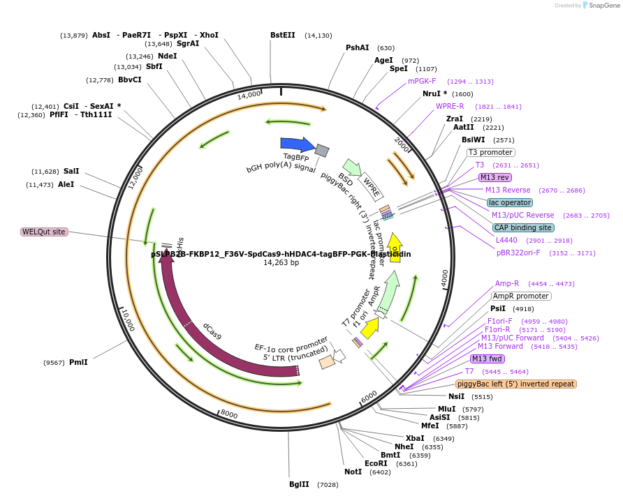 187954-plasmid-map-sequence-id-373498