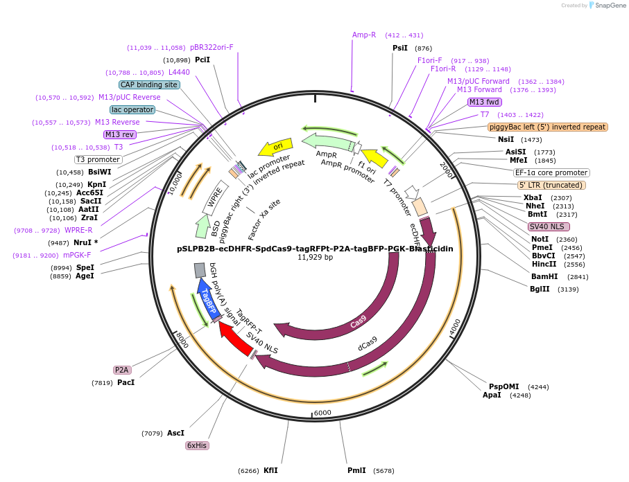 187950-plasmid-map-sequence-id-373501