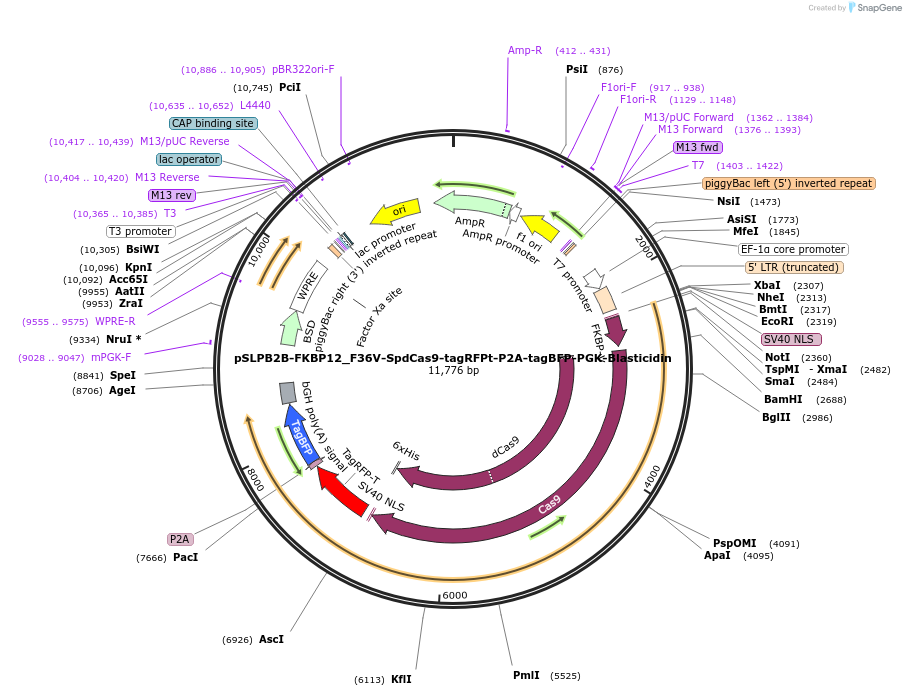 187951-plasmid-map-sequence-id-373504