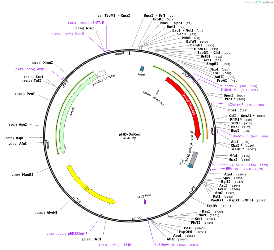 51434-plasmid-map-sequence-id-373521