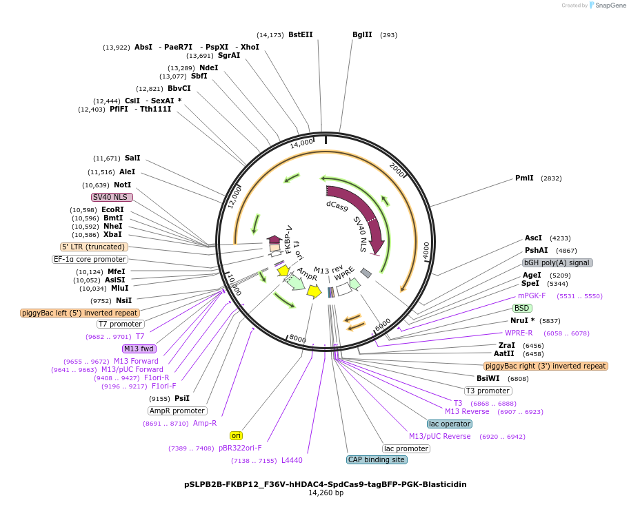 187956-plasmid-map-sequence-id-373523
