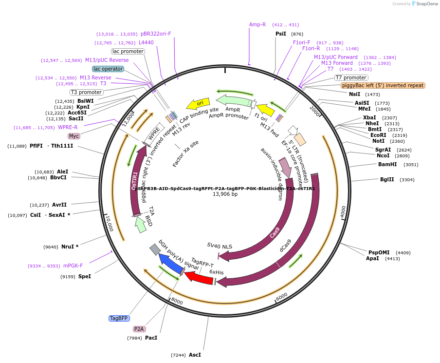 187960-plasmid-map-sequence-id-373524