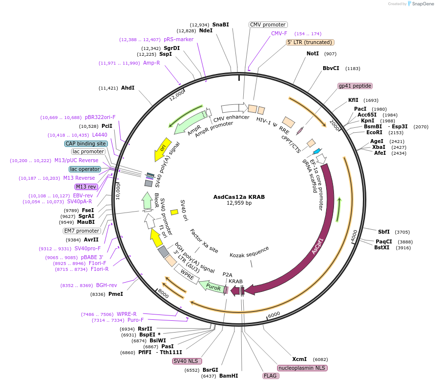 188502-plasmid-map-sequence-id-373525