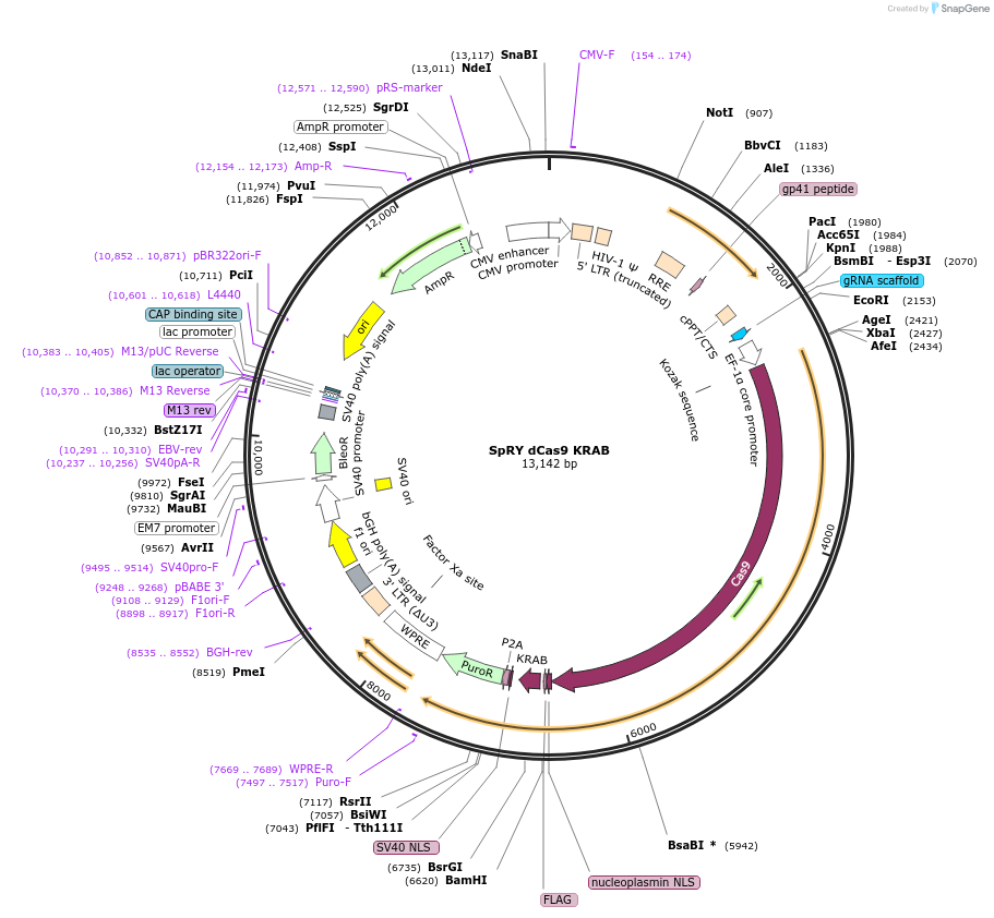 188501-plasmid-map-sequence-id-373526