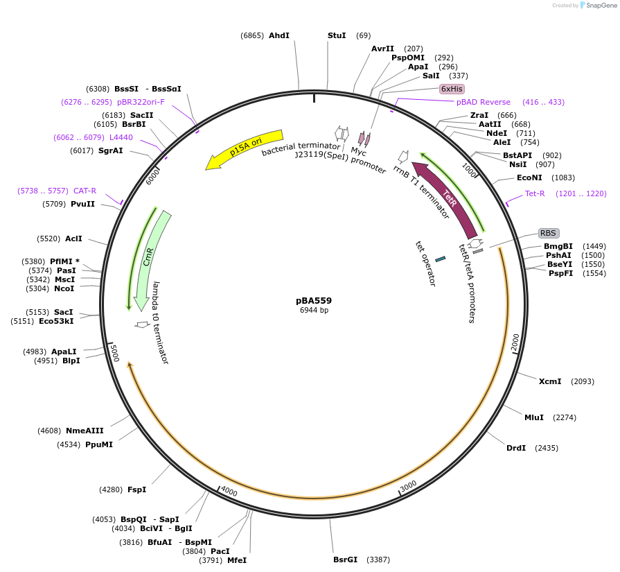 186235-plasmid-map-sequence-id-373572