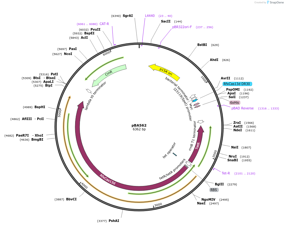 186237-plasmid-map-sequence-id-373573