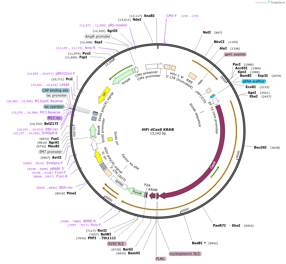 188500-plasmid-map-sequence-id-373578
