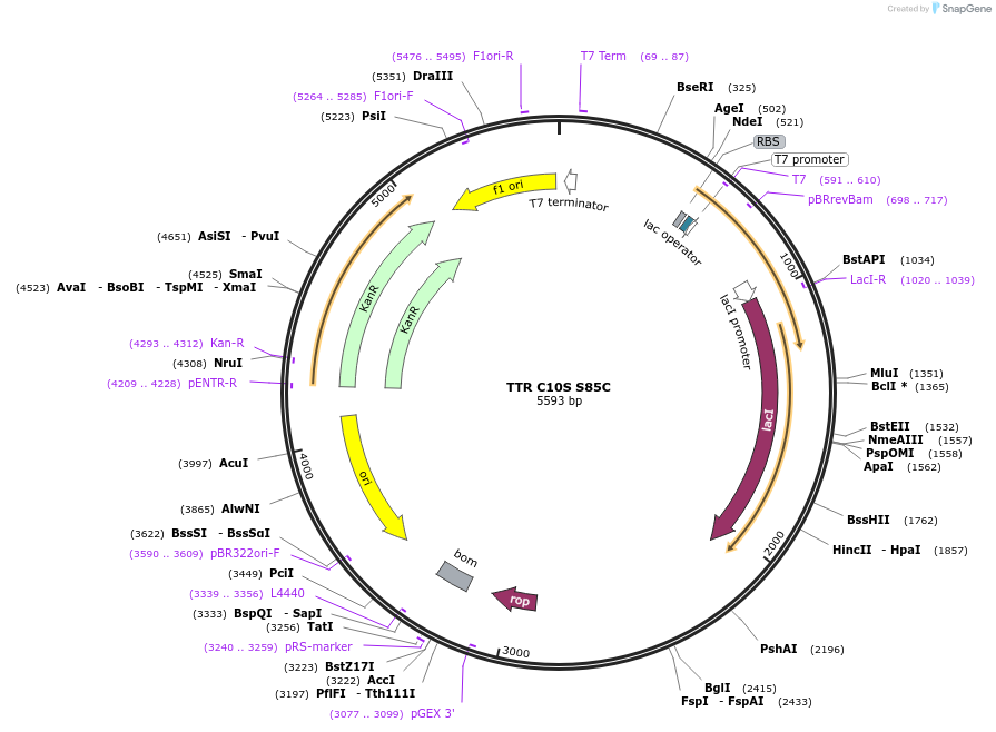 184410-plasmid-map-sequence-id-373580