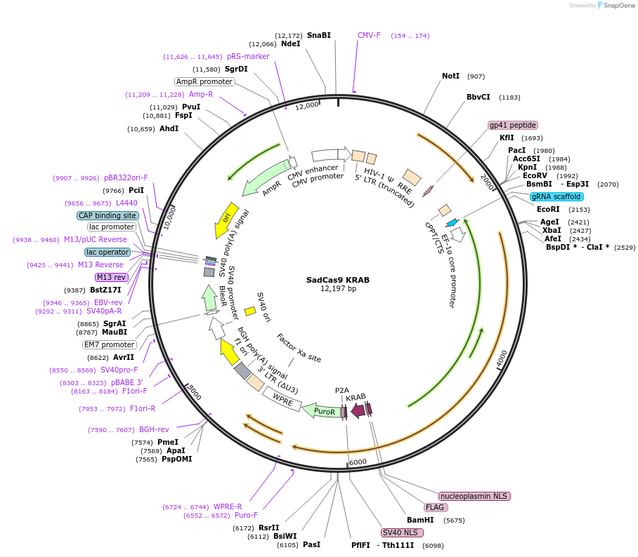 188504-plasmid-map-sequence-id-373581
