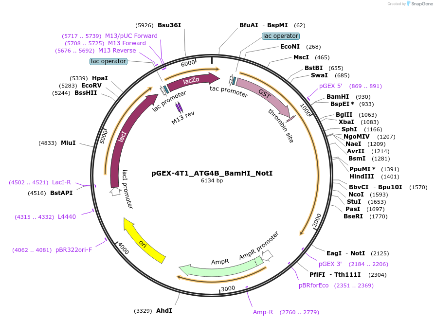 190862-plasmid-map-sequence-id-373589