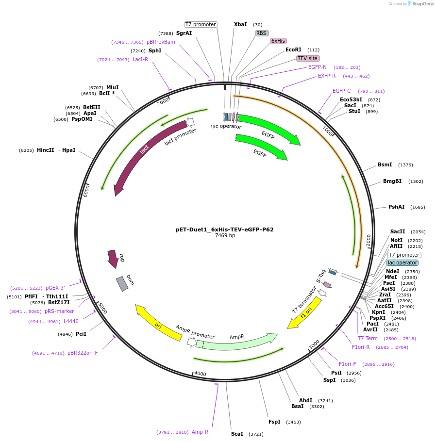 190929-plasmid-map-sequence-id-373592