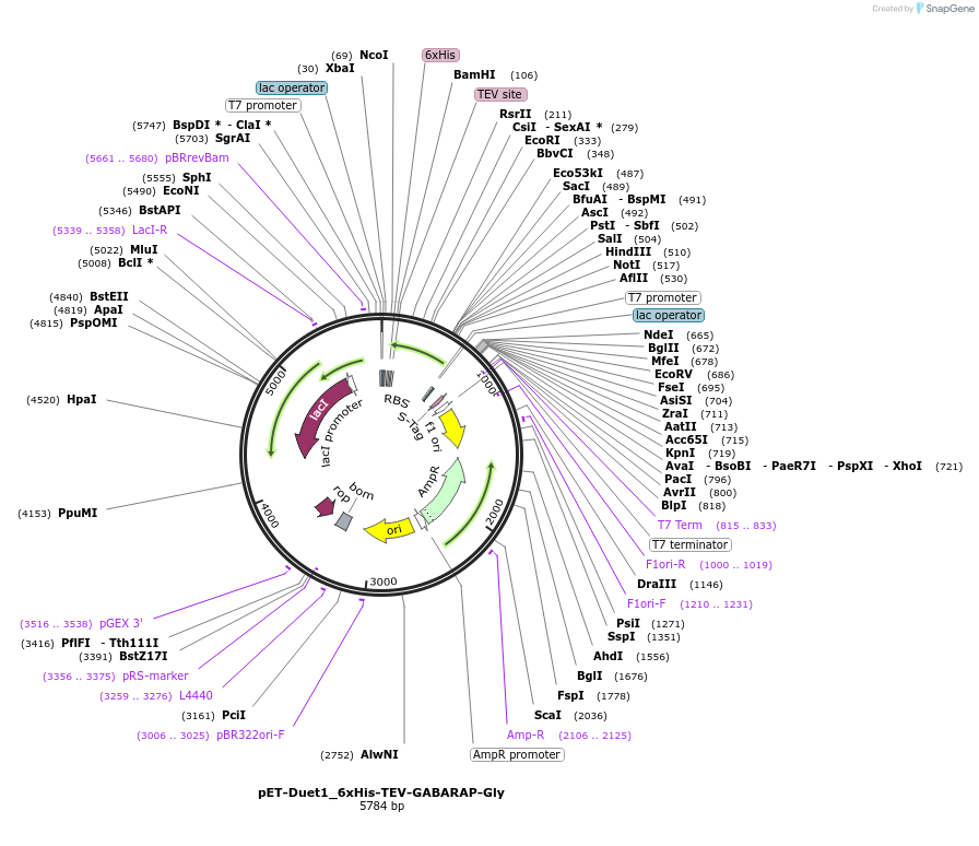 190930-plasmid-map-sequence-id-373593
