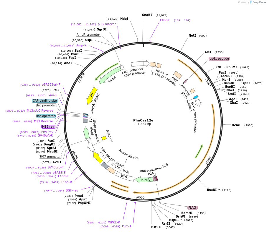 188496-plasmid-map-sequence-id-373597