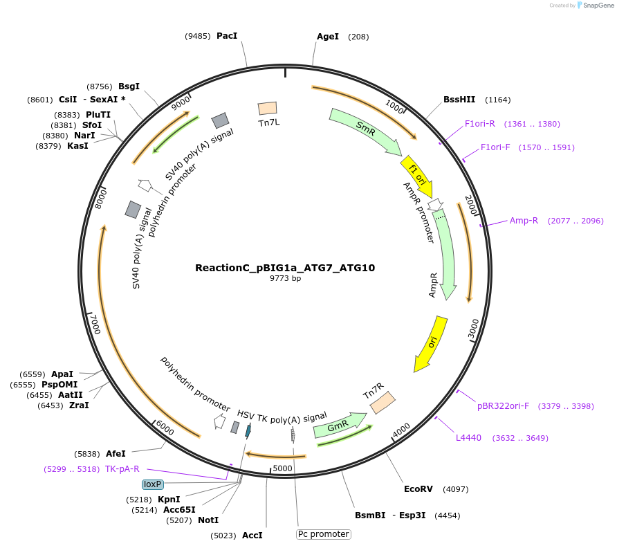190860-plasmid-map-sequence-id-373601