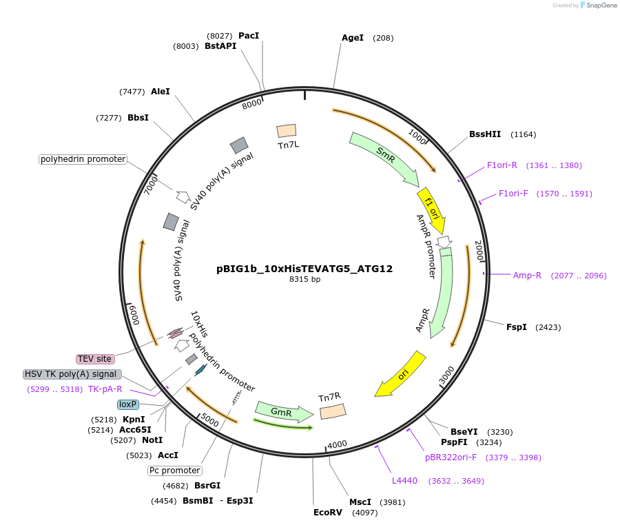 190861-plasmid-map-sequence-id-373602