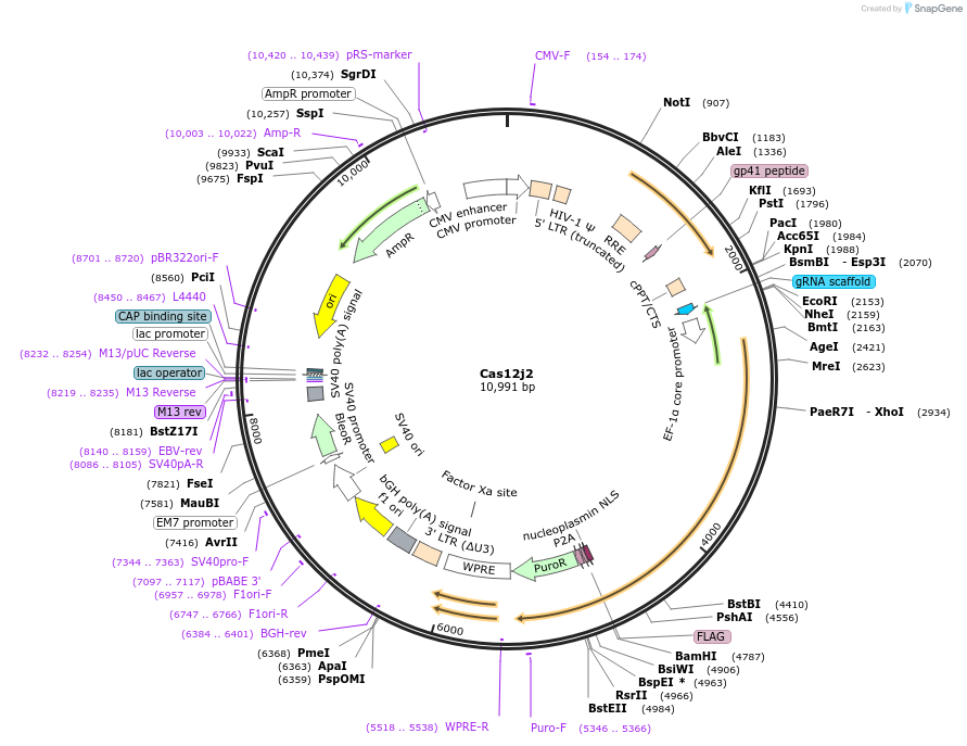 188498-plasmid-map-sequence-id-373669