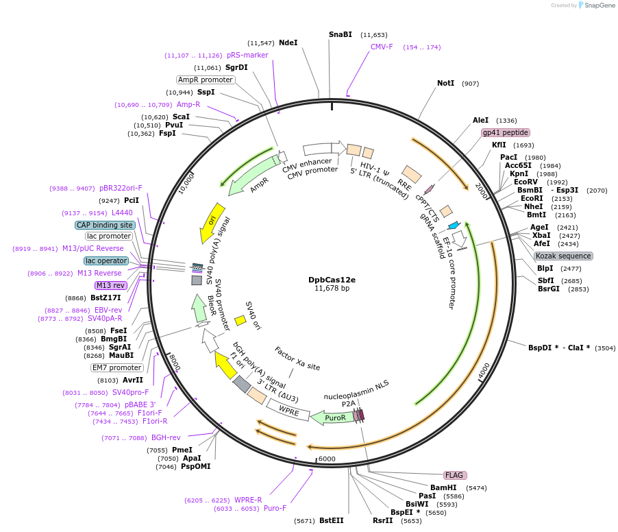 188495-plasmid-map-sequence-id-373672