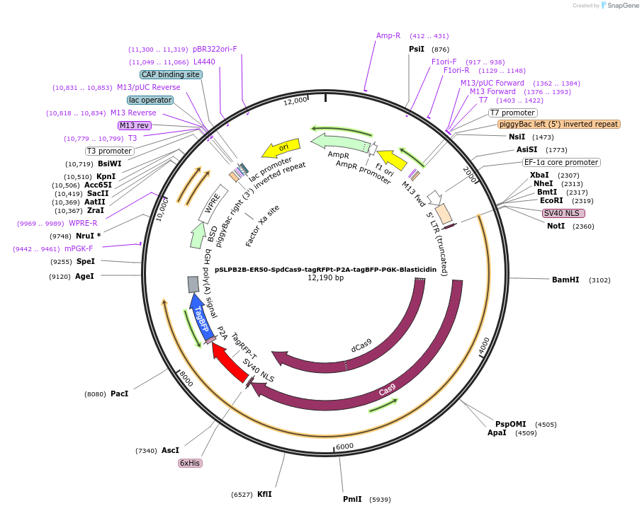 187948-plasmid-map-sequence-id-373701