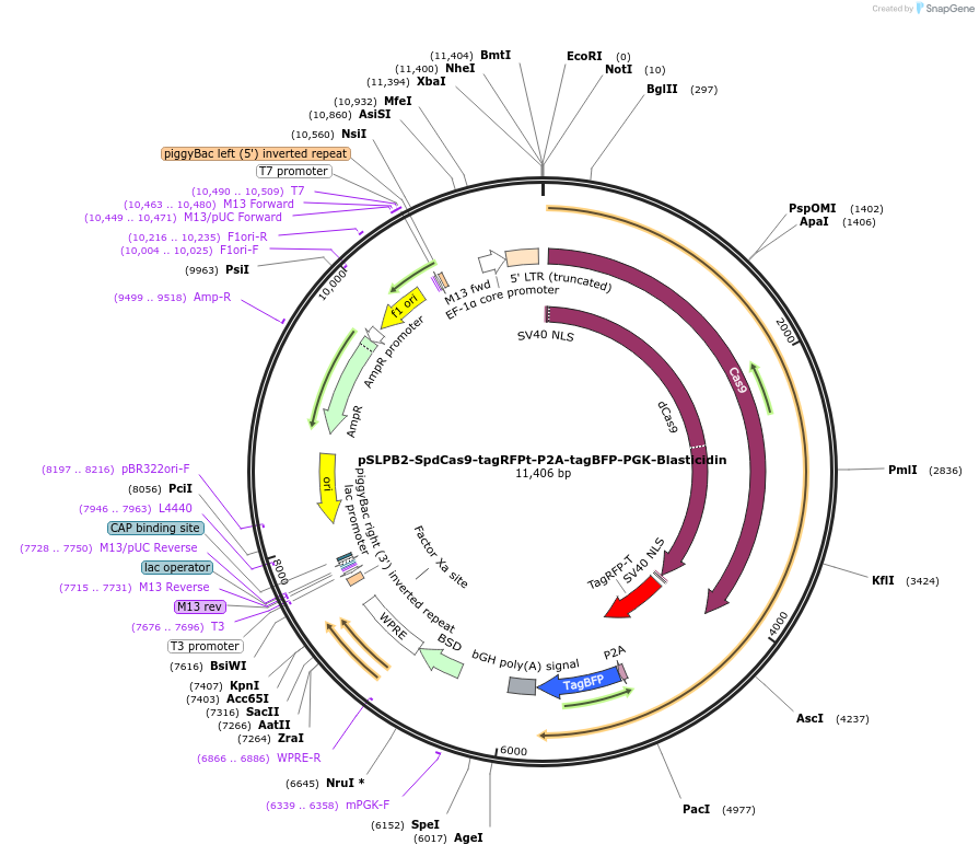 187945-plasmid-map-sequence-id-373705