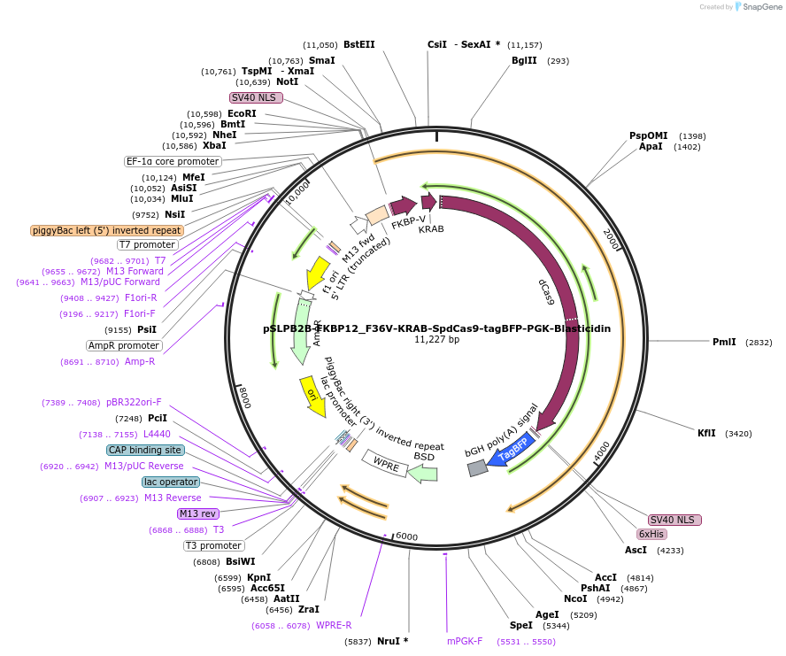 187957-plasmid-map-sequence-id-373706