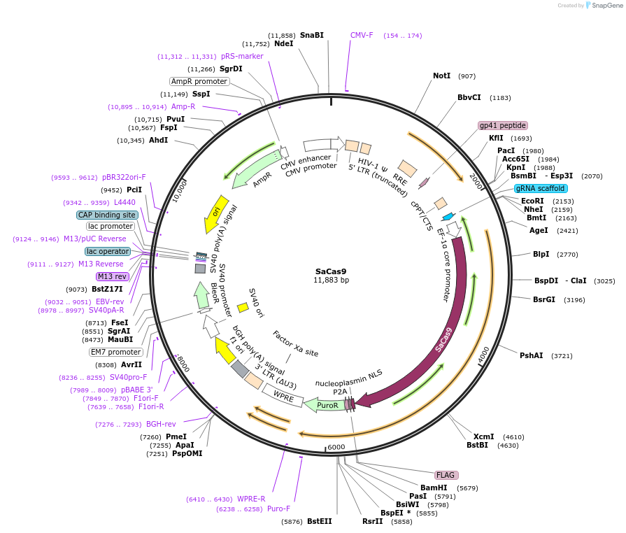 188494-plasmid-map-sequence-id-373707