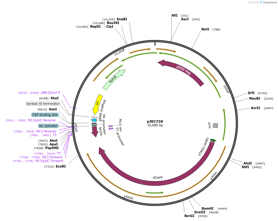 190814-plasmid-map-sequence-id-373712
