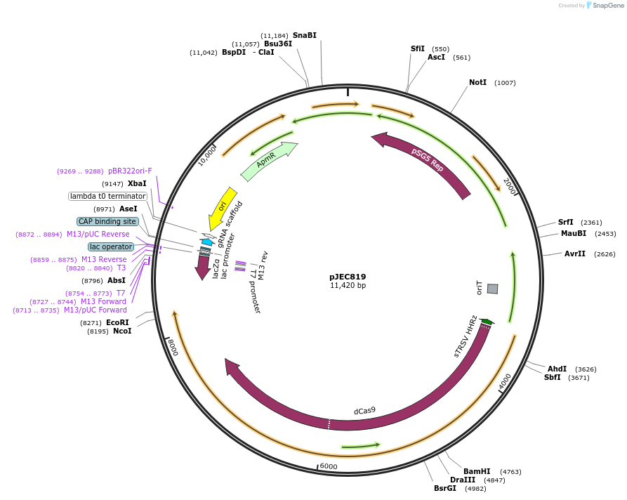 190815-plasmid-map-sequence-id-373717