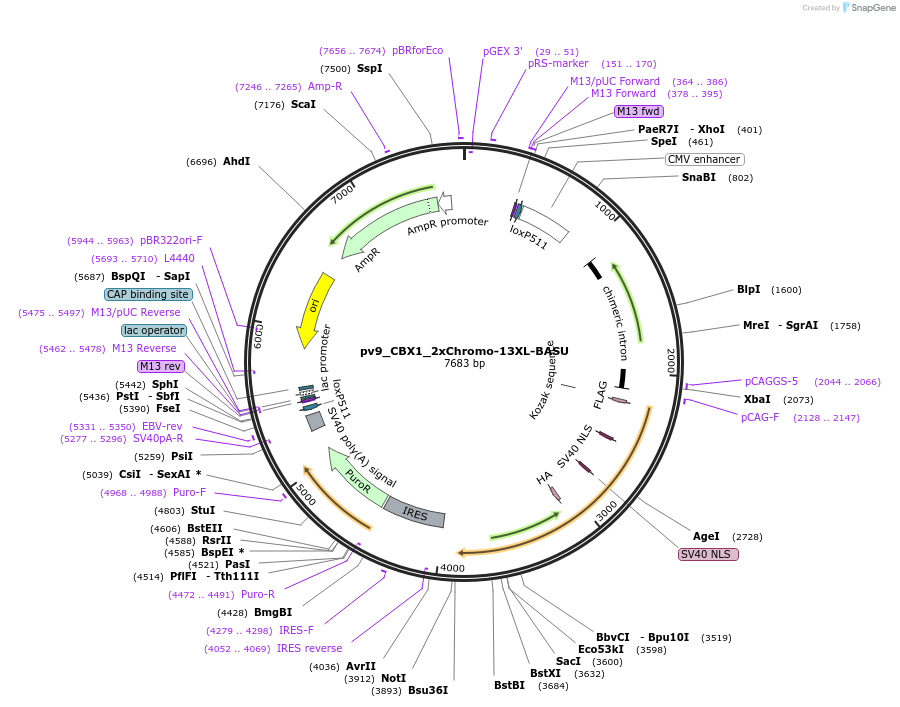 179412-plasmid-map-sequence-id-373720