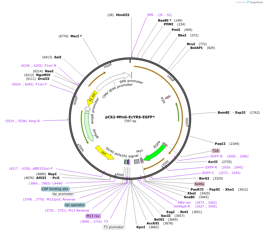 191119-plasmid-map-sequence-id-373722