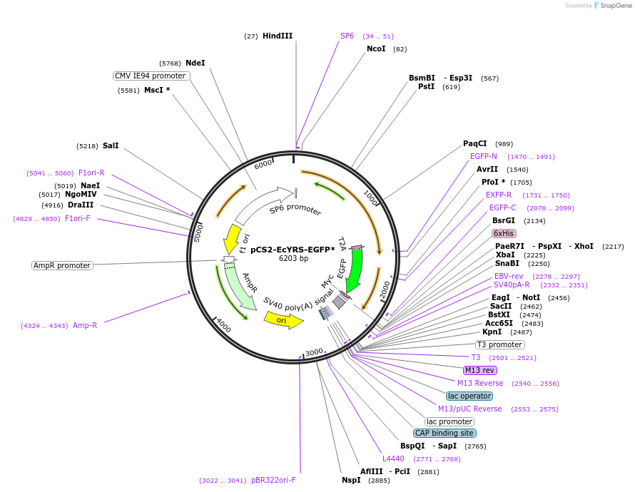 191118-plasmid-map-sequence-id-373723