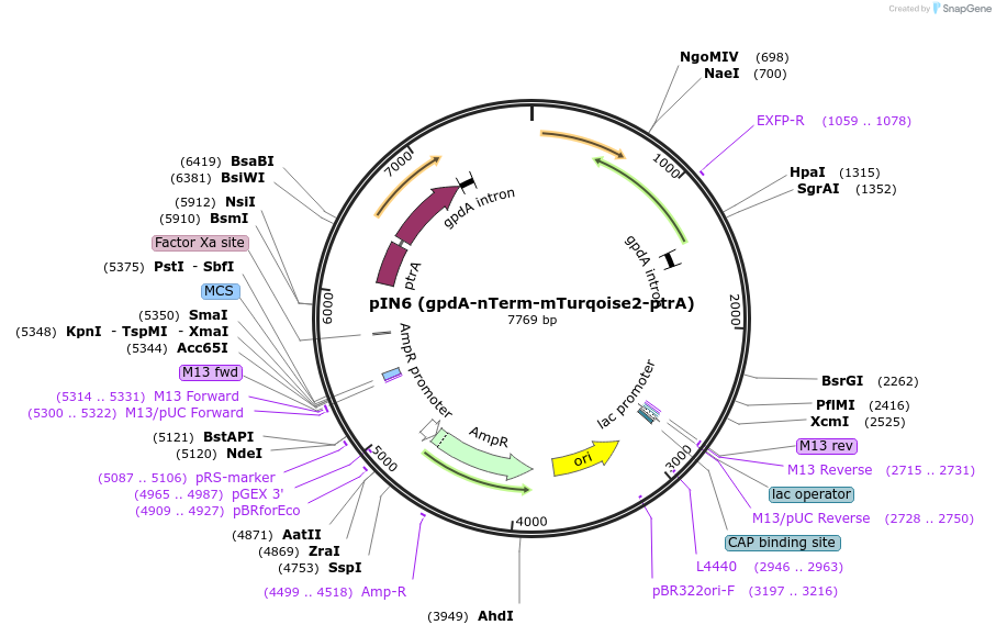 188740-plasmid-map-sequence-id-373728
