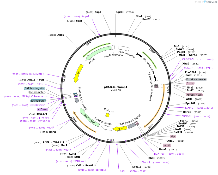 188567-plasmid-map-sequence-id-373729