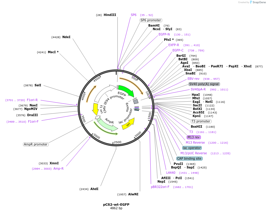 191117-plasmid-map-sequence-id-373757