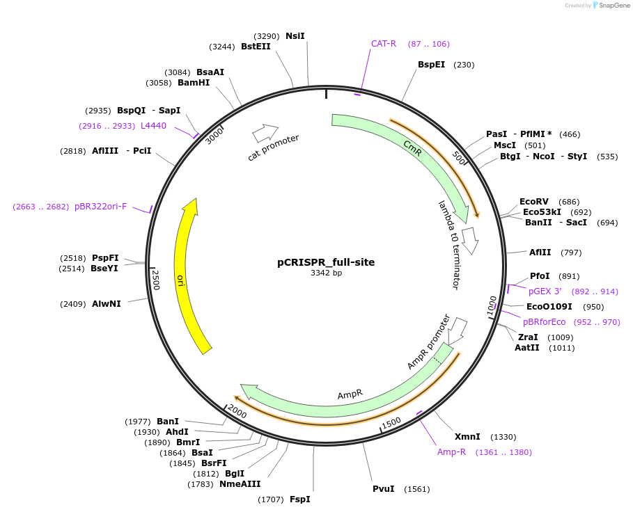 186277-plasmid-map-sequence-id-373763