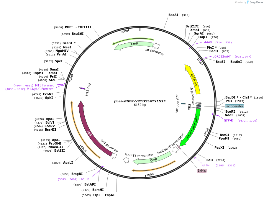 191112-plasmid-map-sequence-id-373764
