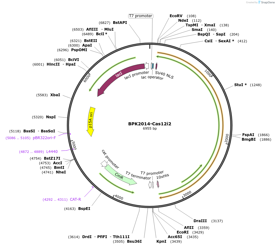 188275-plasmid-map-sequence-id-373765