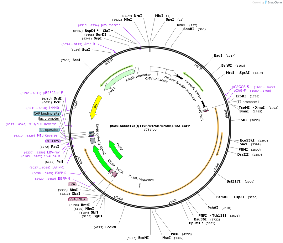 188272-plasmid-map-sequence-id-373766