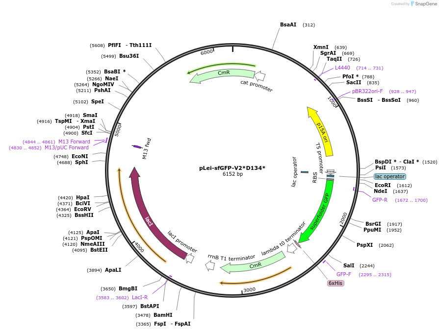 191111-plasmid-map-sequence-id-373776