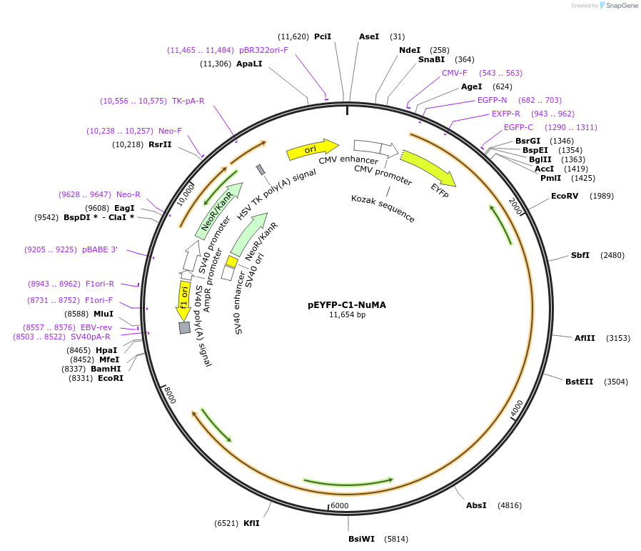 28238-plasmid-map-sequence-id-373778